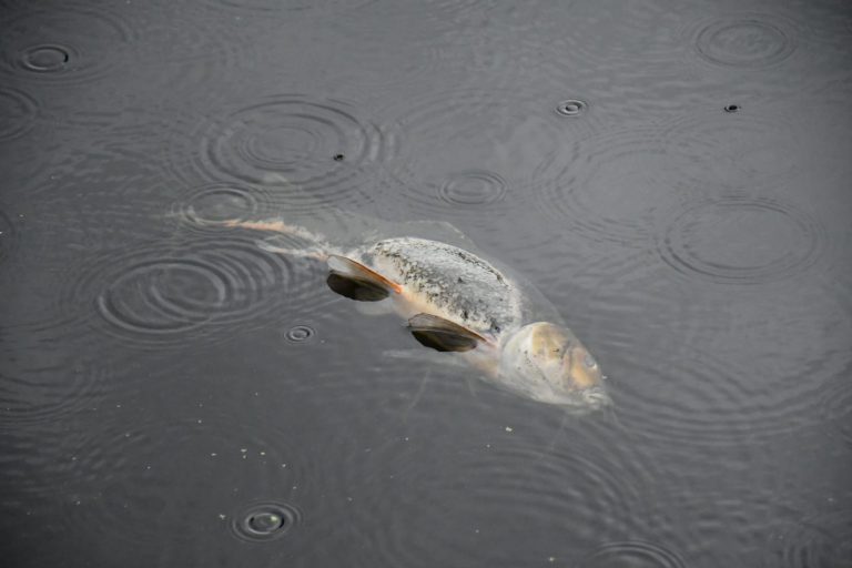 Honderden vissen dood aangetroffen in Moordrecht