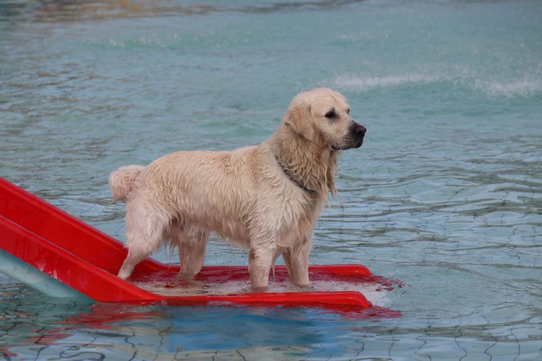 Hondenzwemmen sluit buitenseizoen Polderbad in Nieuwerkerk af