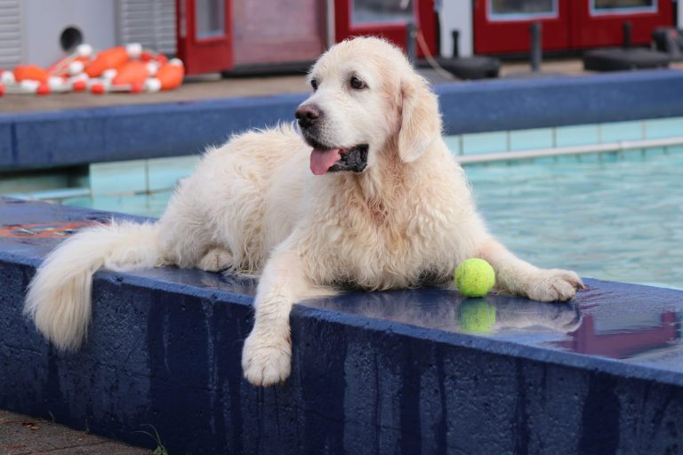 Dit jaar weer hondenzwemmen in Polderbad