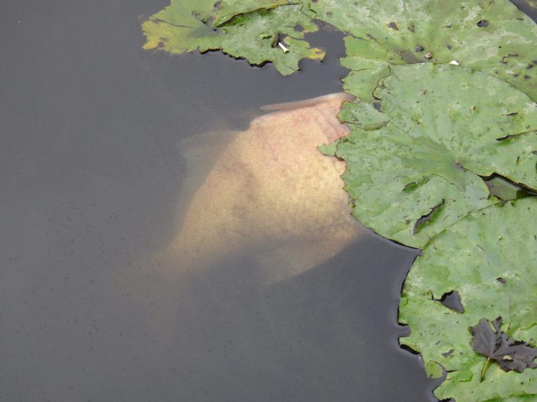 Gemeente Zuidplas vraagt om dode vissen en watervogels te melden