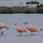 Flamingo’s in de Zuidplas
