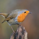 Roodborst
