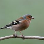 Vink