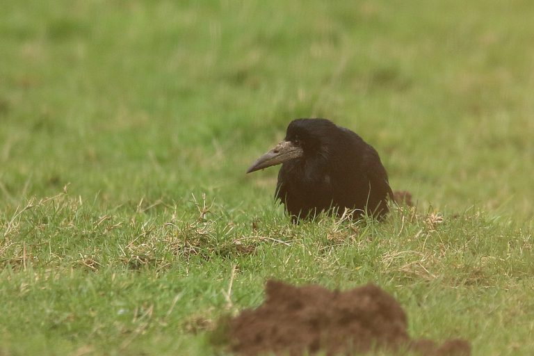 De Roek. Een nieuwe vogelsoort in Hitland – De Mient