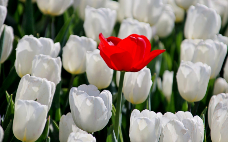 Ondernemers starten Challenge: Tulpen kopen voor zorgverleners