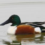 Slobeend-2