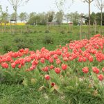 Tulp-005820