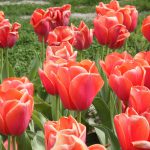 Tulp-005831