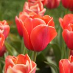 Tulp-005834