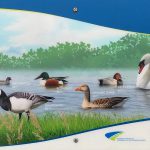 Vogeluitkijkpunt-Paneel-2