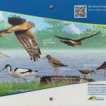 Vogeluitkijkpunt-Paneel-3