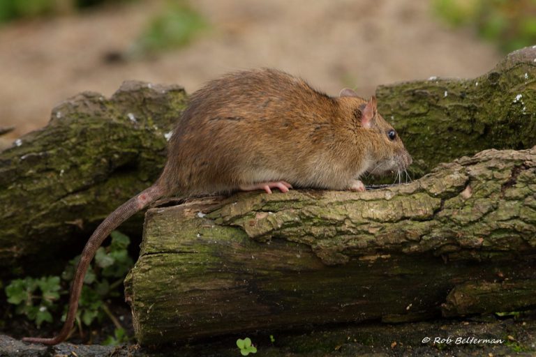 Geurpalen moeten rattenoverlast in Zuidplas stoppen