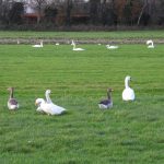 Zwaan en Gans in de Zuidplaspolder