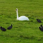 Zwaan en Meerkoet in de Zuidplaspolder