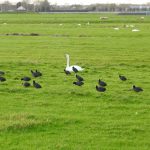Zwaan en Meerkoet in de Zuidplaspolder