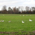 Zwaan en Gans in de Zuidplaspolder