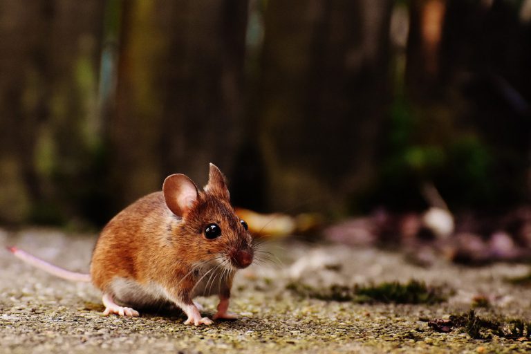 Webinar : Plaagdieren in de tuin; van vertrappen naar vertroetelen