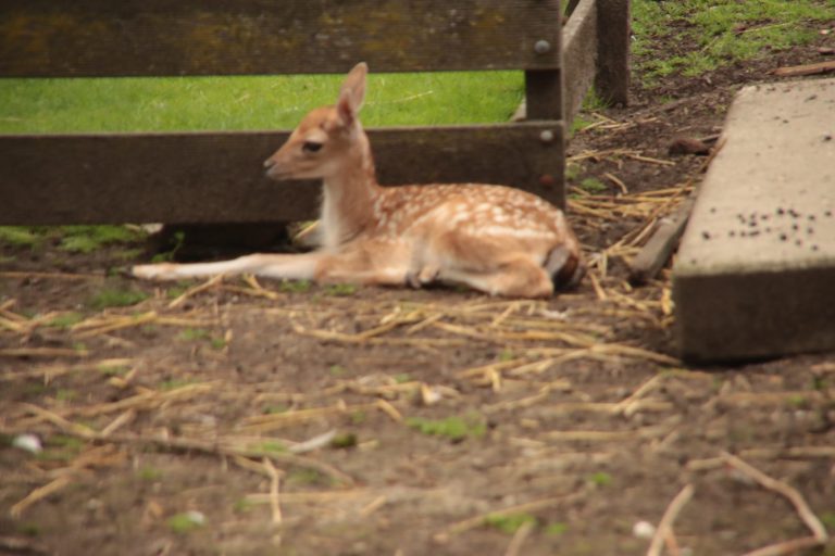 Bambi geboren in Nieuwerkerks Hertenkamp