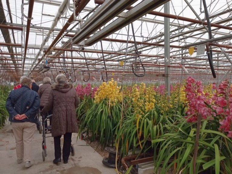 Kom in de Orchideeënkas met de Zonnebloem