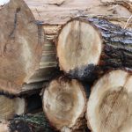 Gekapte bomen