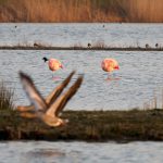 Flamingo’s in Zuidplas maart 2022