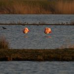Flamingo’s in Zuidplas maart 2022