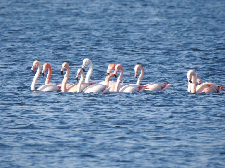 Zevenhuizerplas trekt 11 Flamingo’s aan