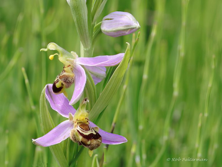 Orchideeën in de polder. Bijenorchis
