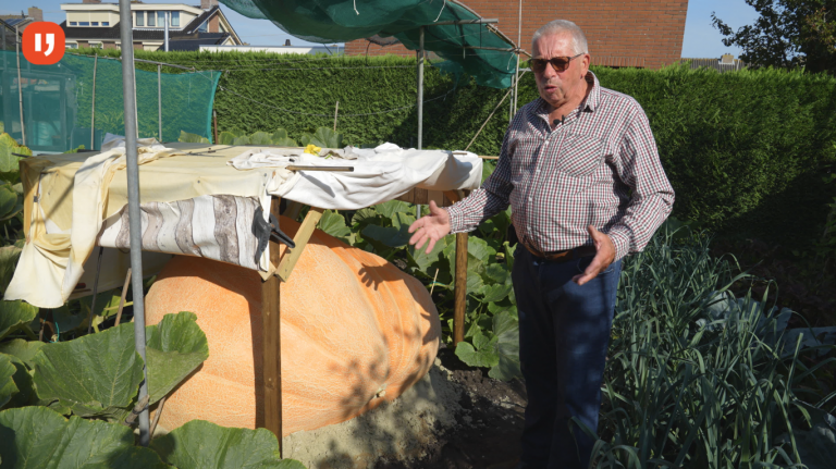 Hobbyist uit Moerkapelle kweekt reuze pompoen in eigen tuin (+video)