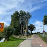 bomenkap nieuwerkerk