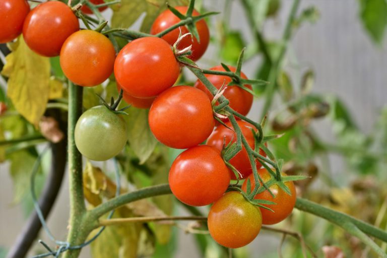 Gemeenteraad wil extra inpakactiviteiten tomatenkweker Tas niet toestaan