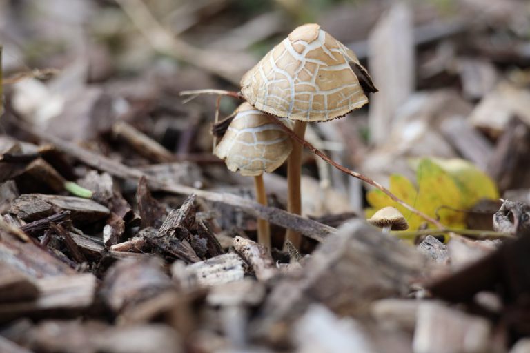 Rotta organiseert zaterdag een herfstwandeling