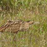 Roerdomp-RobB-006993