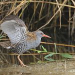 Waterral-RobB-009491