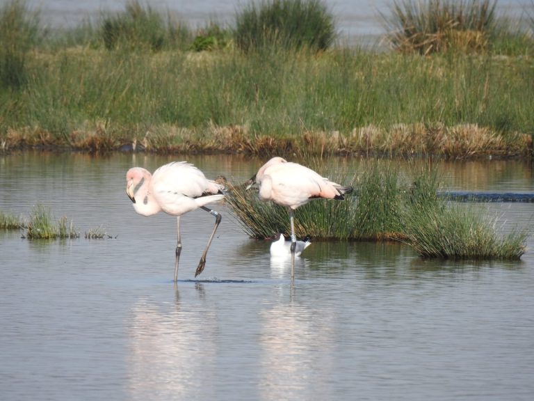 Flamingo’s landen in Eendragtspolder