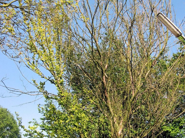 Kappen van bomen in Waddinxveen nodig door iepziekte