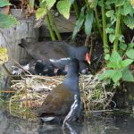 waterhoen met jongen kleuterpad