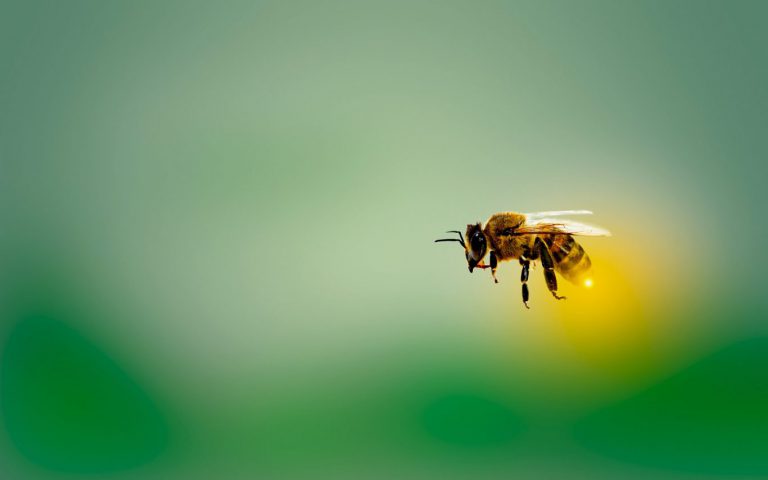 34 procent groei van bijensoorten in Zuid-Holland geen reden tot juichen