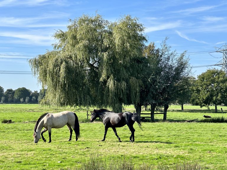 Paarden in Groene Zoom