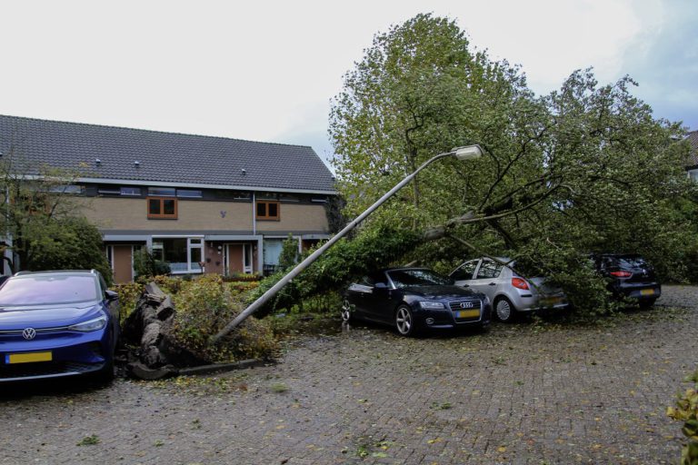 Drie auto’s beschadigd door vallende boom tijdens Storm Ciarán in Zevenhuizen