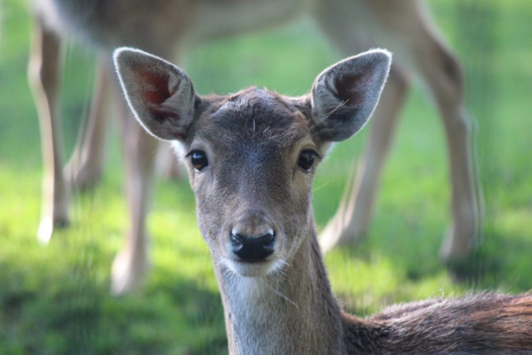 Bambi mag met Nieuwerkerks hertenkamp blijven