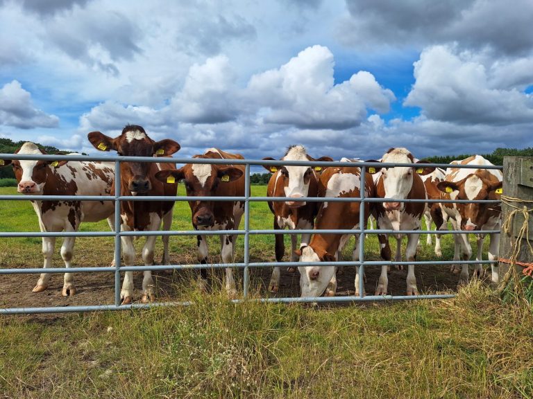 Raad van State verwacht behandeling van 22 beroepszaken Vijfde Dorp over een jaar