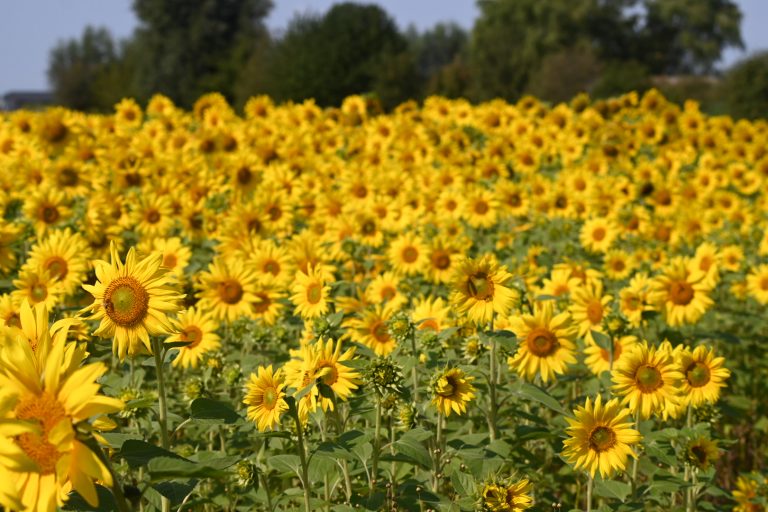 Zonnebloemen bij Waddinxveen