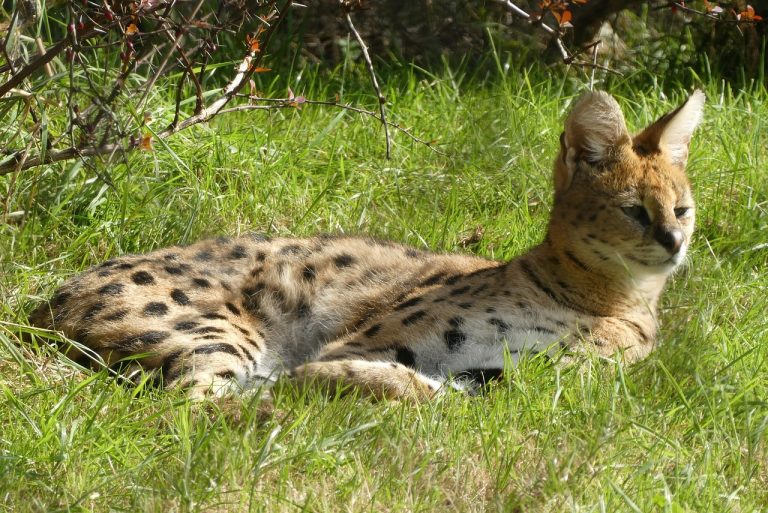 Serval in beslag genomen in Moordrecht