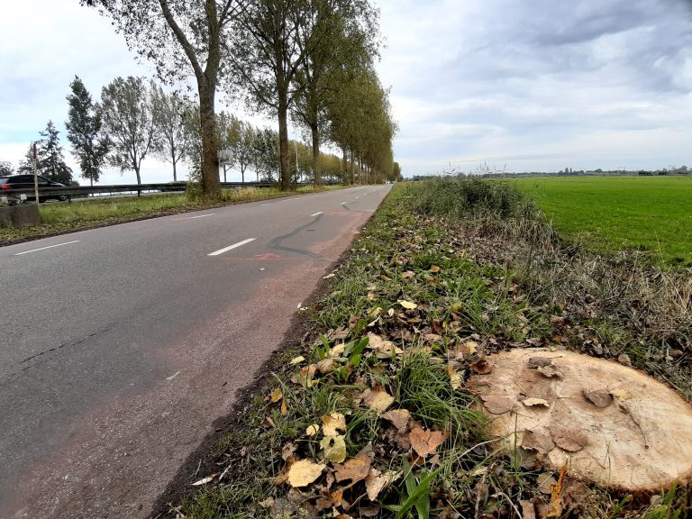 Bomenkap langs de A20