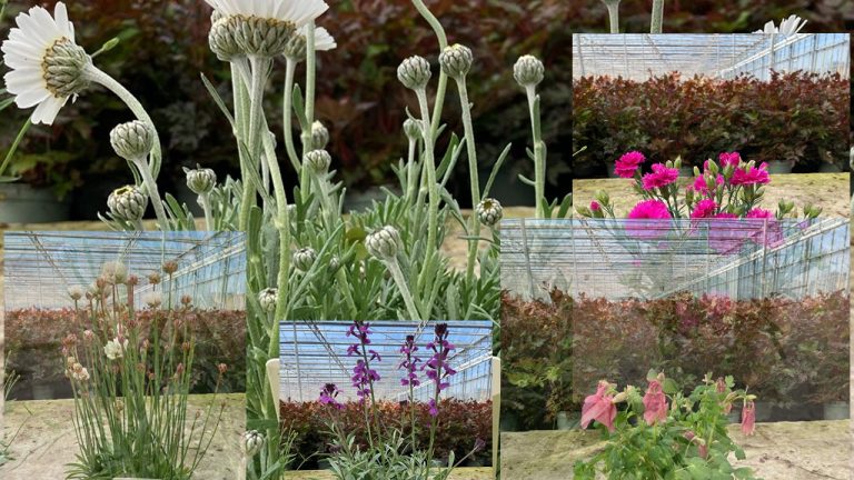 Lionsclub Zevenhuizen Tuinplantenmarkt 12 april 2025