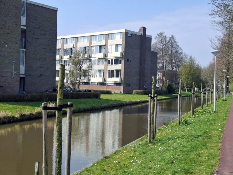 Nieuwe knotwilgen bewust kopje kleiner gemaakt