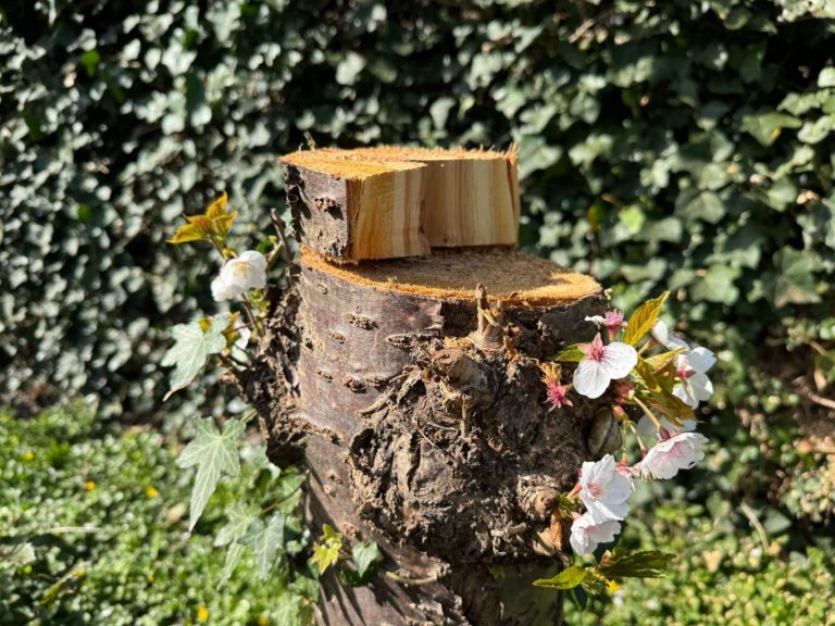 Plan van kap bomen Burg. Boerstraat niet aan bewoners doorgegeven