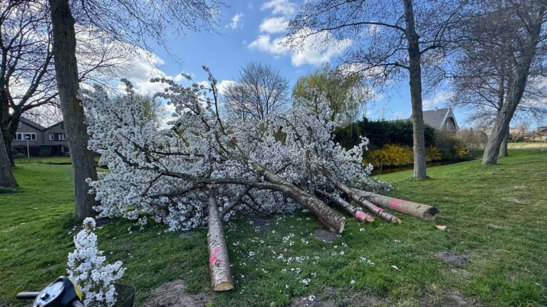 Wethouder niet geïnformeerd over boze inwoners en vragen over kap in Zevenhuizen