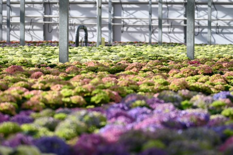 Kom in de kas in Zevenhuizen en Cortelande